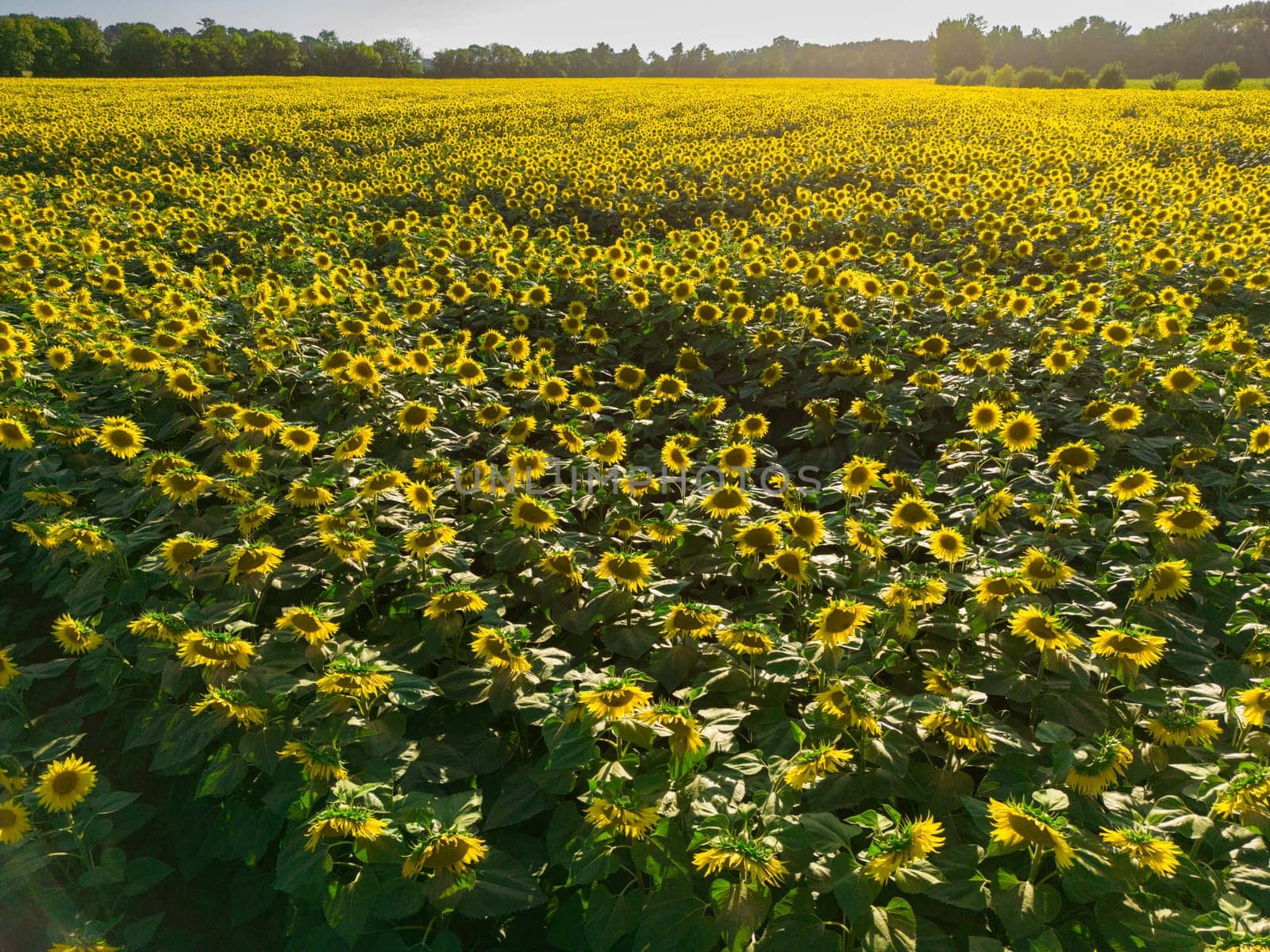 Sunset Aerial View Sunflower field, High quality 4k photo