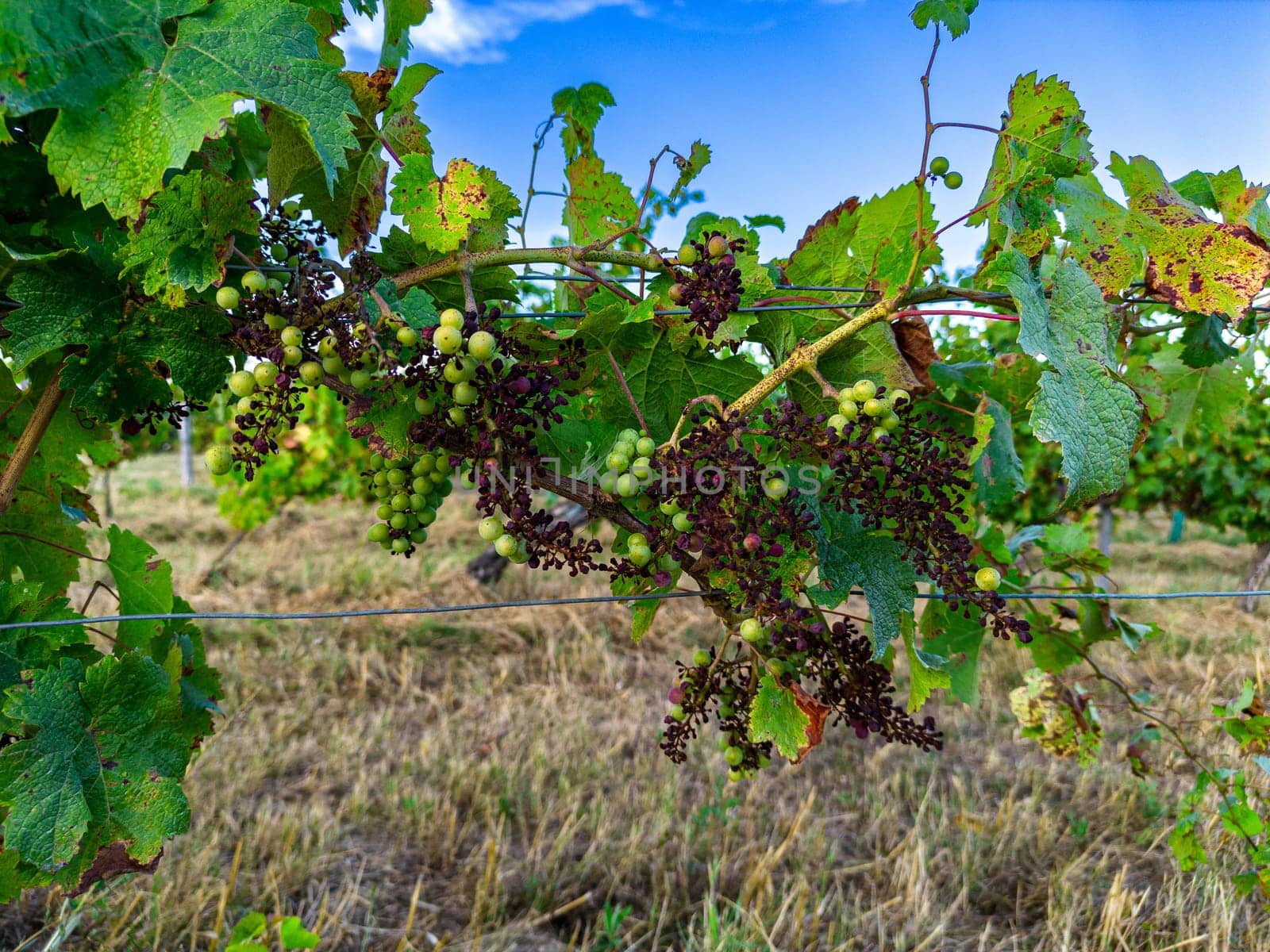 FRANCE, GIRONDE, TARGON, ATTACK OF DOWNY MILDEW ON AN OLD VINE IN THE SUMMER OF 2023, 90 PERCENT OF BORDEAUX VINEYARDS ARE AFFECTED BY THIS DISEASE