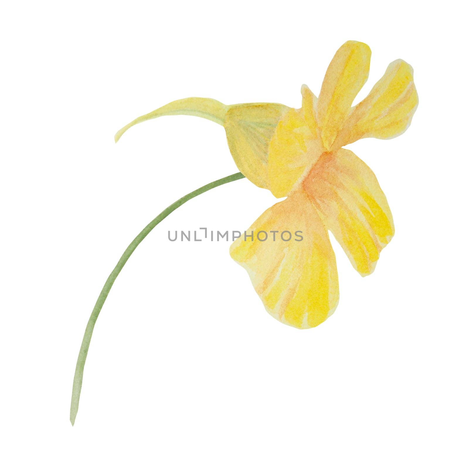 Garden orange, yellow Nasturtium watercolor illustration. Hand drawn botanical painting, floral sketch. Colorful flower clipart for summer or autumn design of wedding invitation, prints, greetings, sublimation, textile