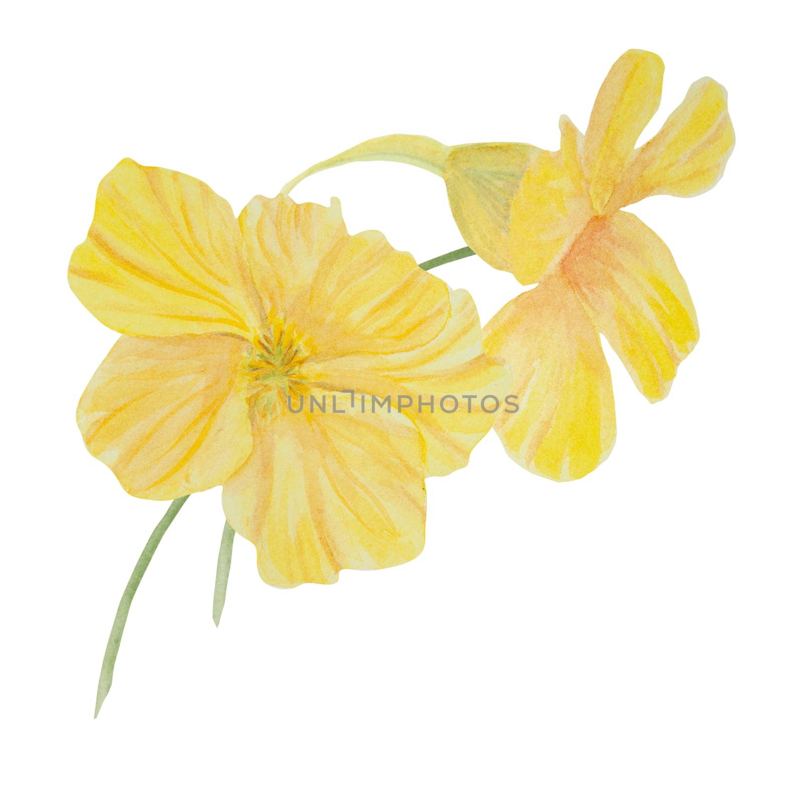 Yellow Nasturtium watercolor illustration. Hand drawn botanical painting, floral sketch. Colorful flower clipart for summer or autumn design of wedding invitation, prints, sublimation, textile by florainlove_art