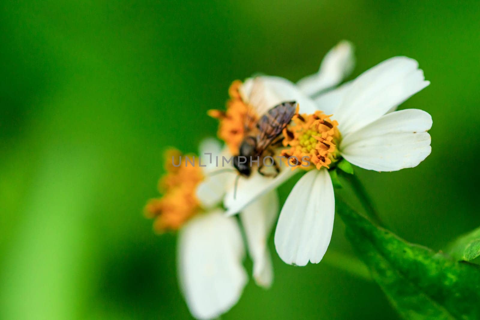 Bee on the pollen Spanish needle by Puripatt