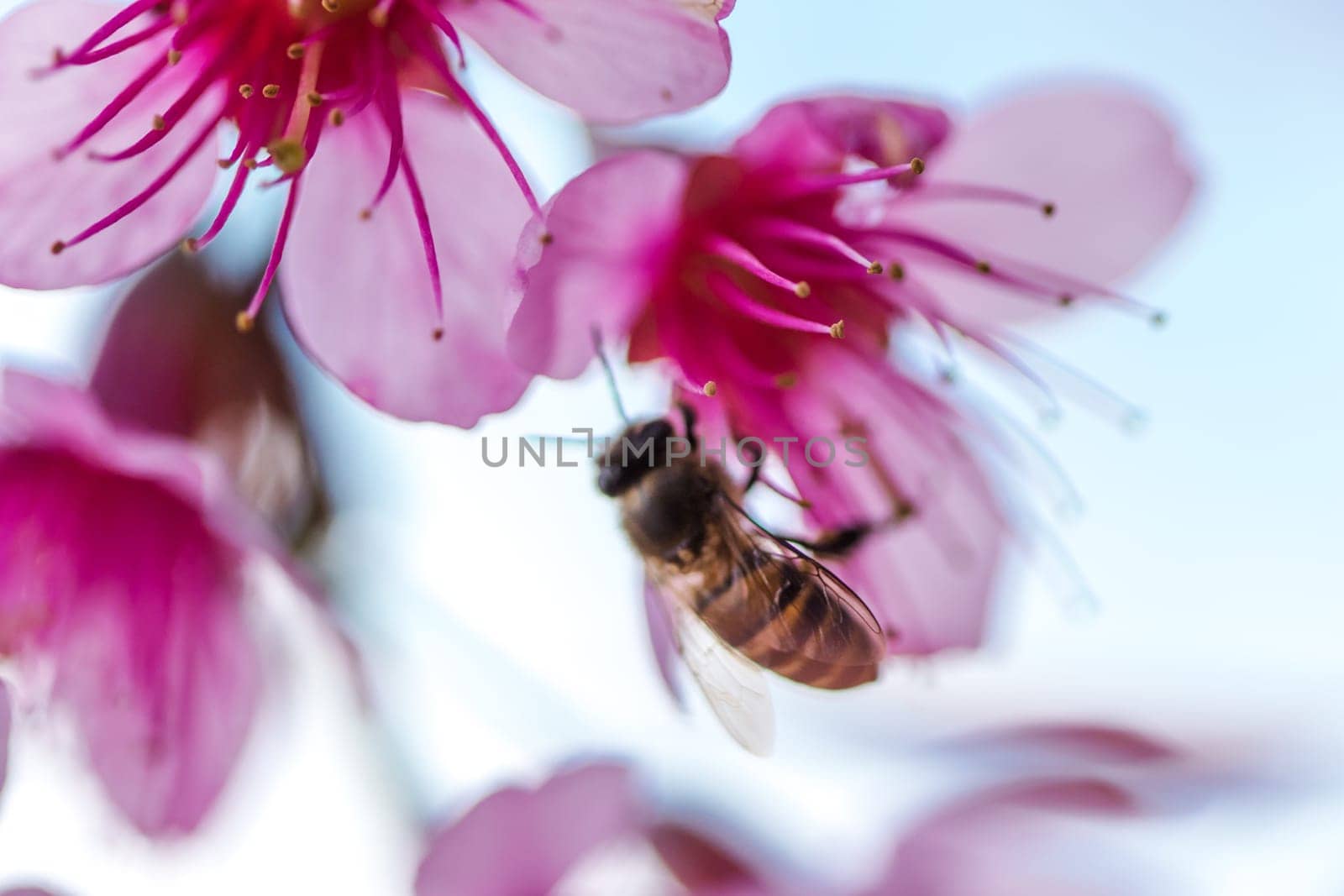 The bee is sucking the nectar of the flower. Prunus cerasoides are beautiful pink in nature. In the north of Thailand Flowering during January - February