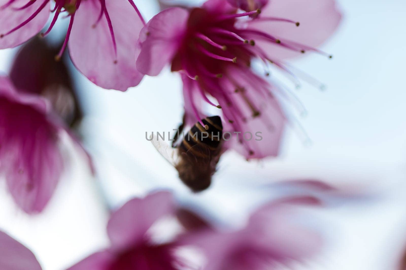 The bee is sucking the nectar of the flower. Prunus cerasoides are beautiful pink in nature. In the north of Thailand Flowering during January - February