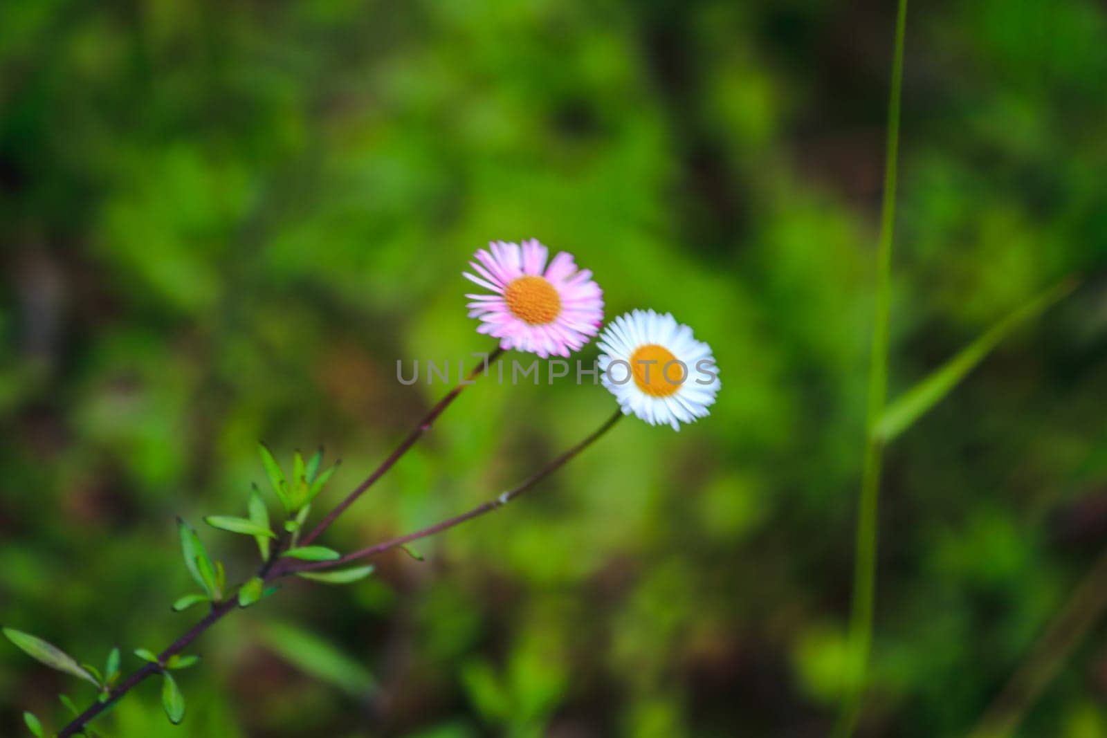 White and pink flowers On the ground is blooming beautifully by Puripatt