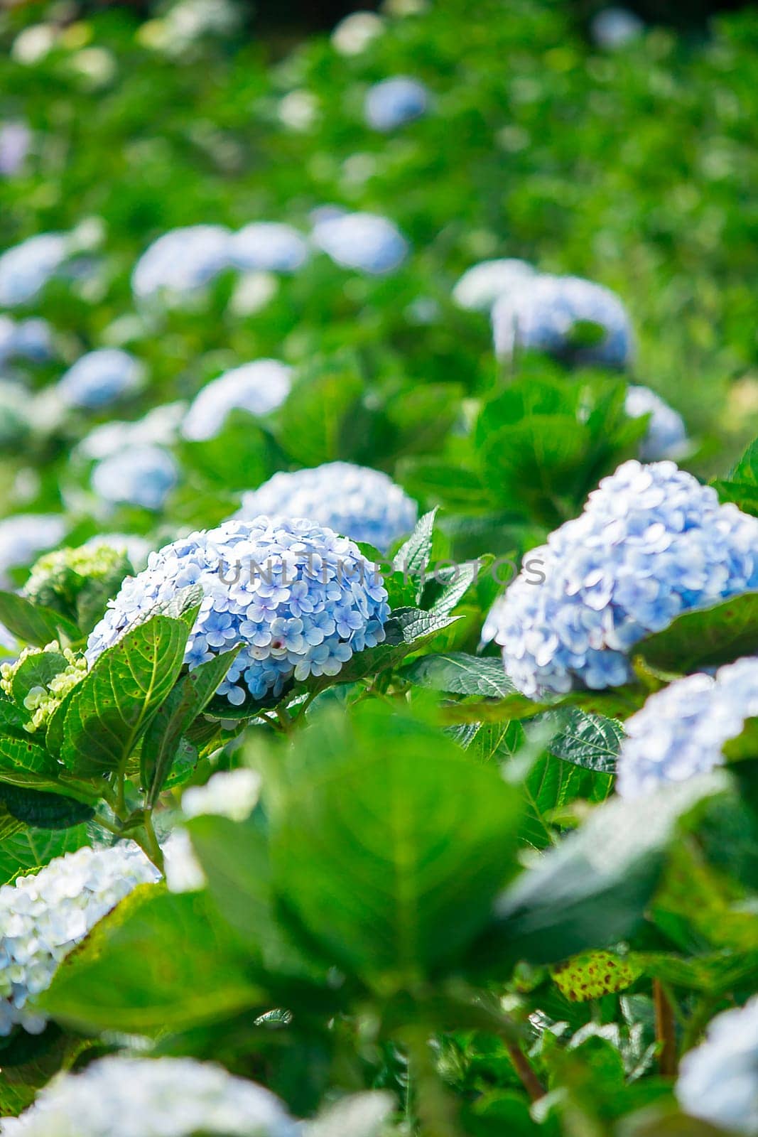 Beautiful blue hydrangeas are blooming in the garden. by Puripatt