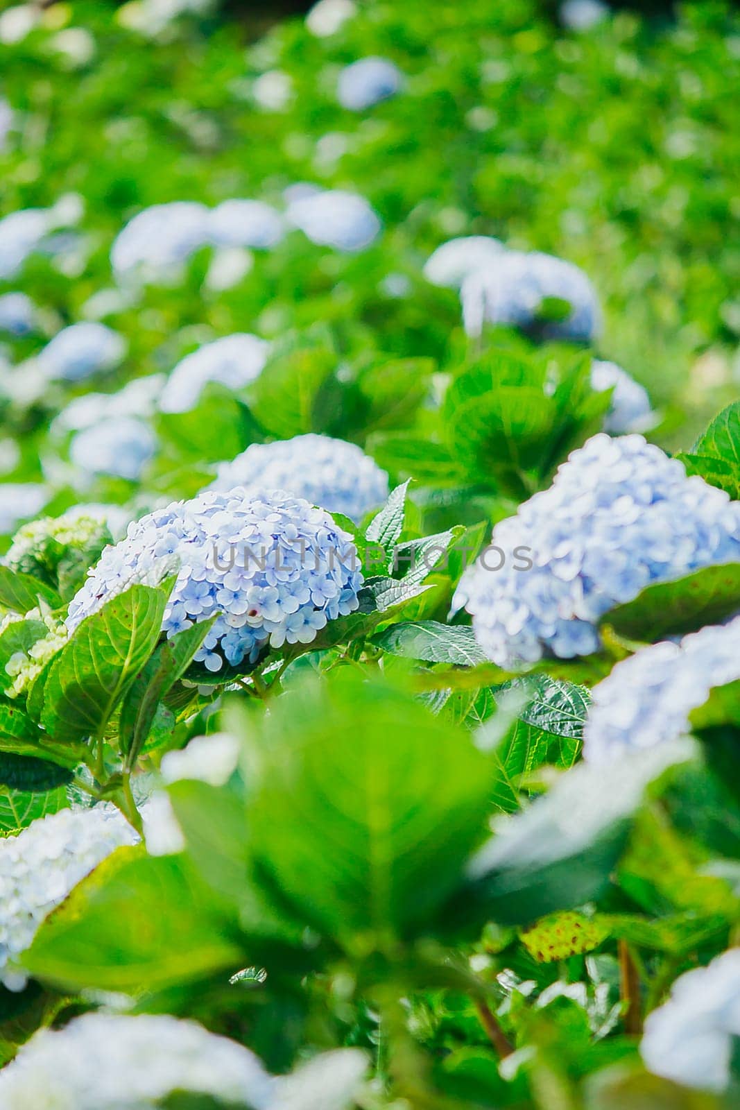 Beautiful blue hydrangeas are blooming in the garden.