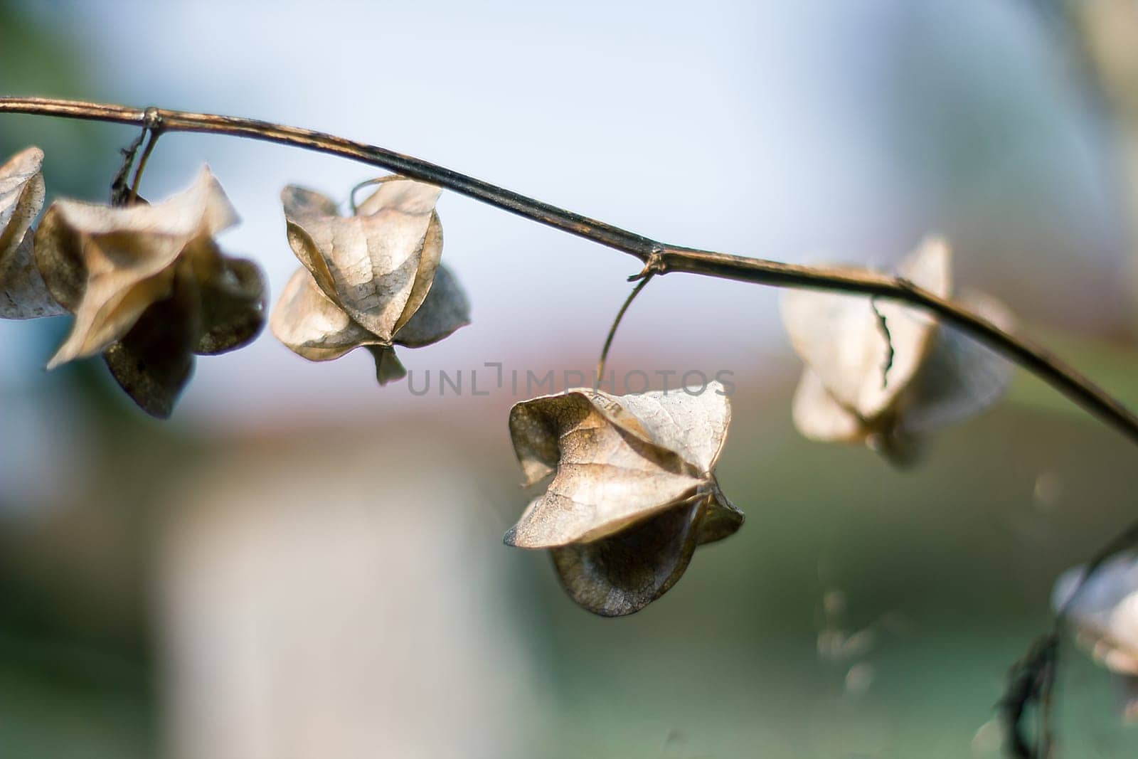 Physalis angulata is dry, another type of Thai herb that is found along the way.