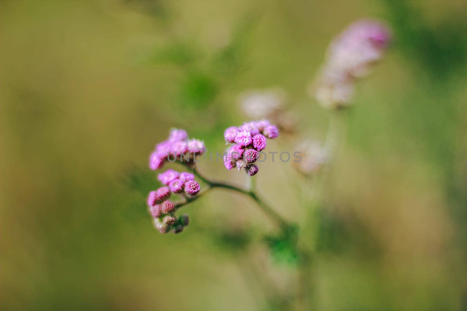 Pink grass flowers in nature, which is a kind of weed by Puripatt