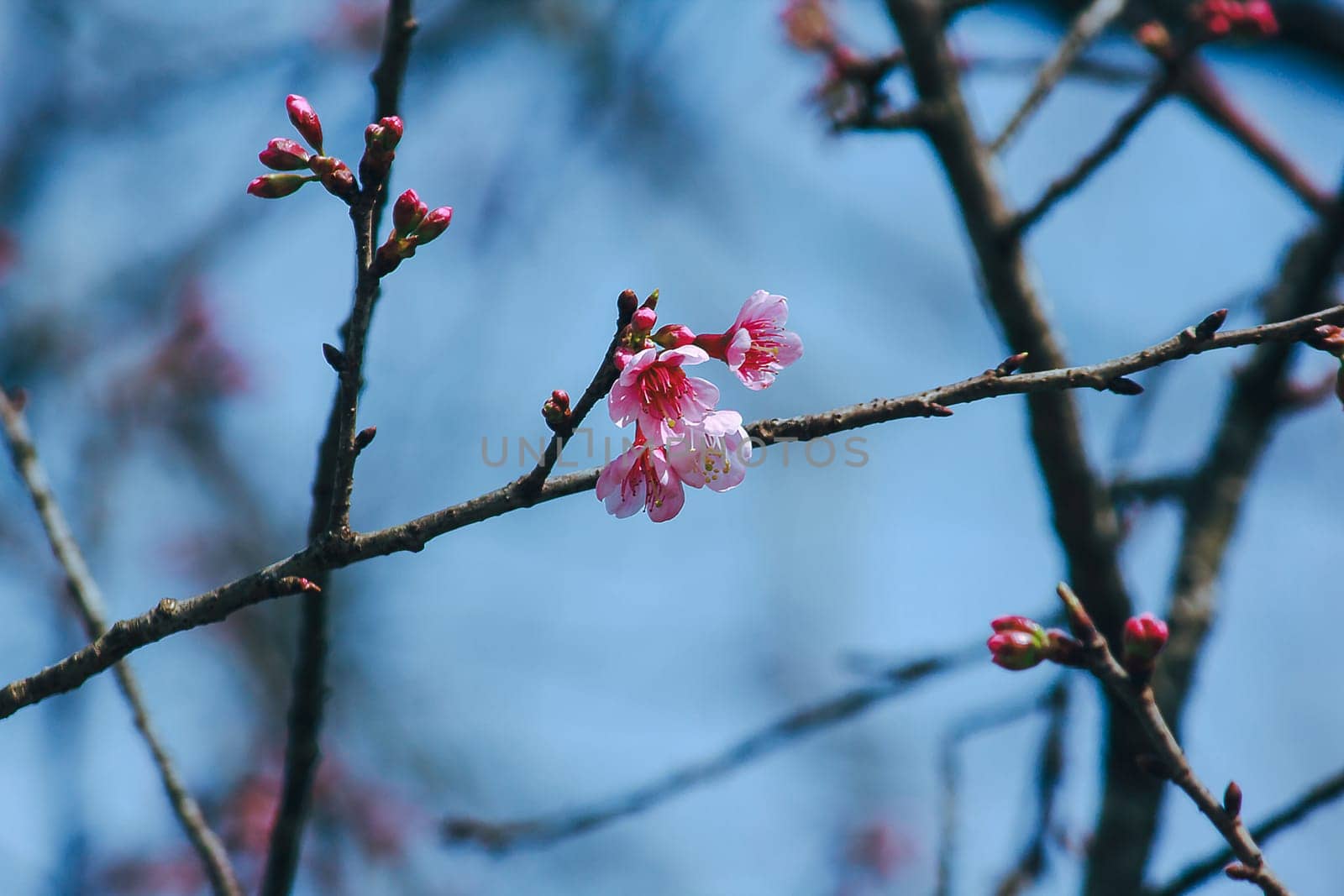 Prunus cerasoides that bloom beautifully in nature. by Puripatt