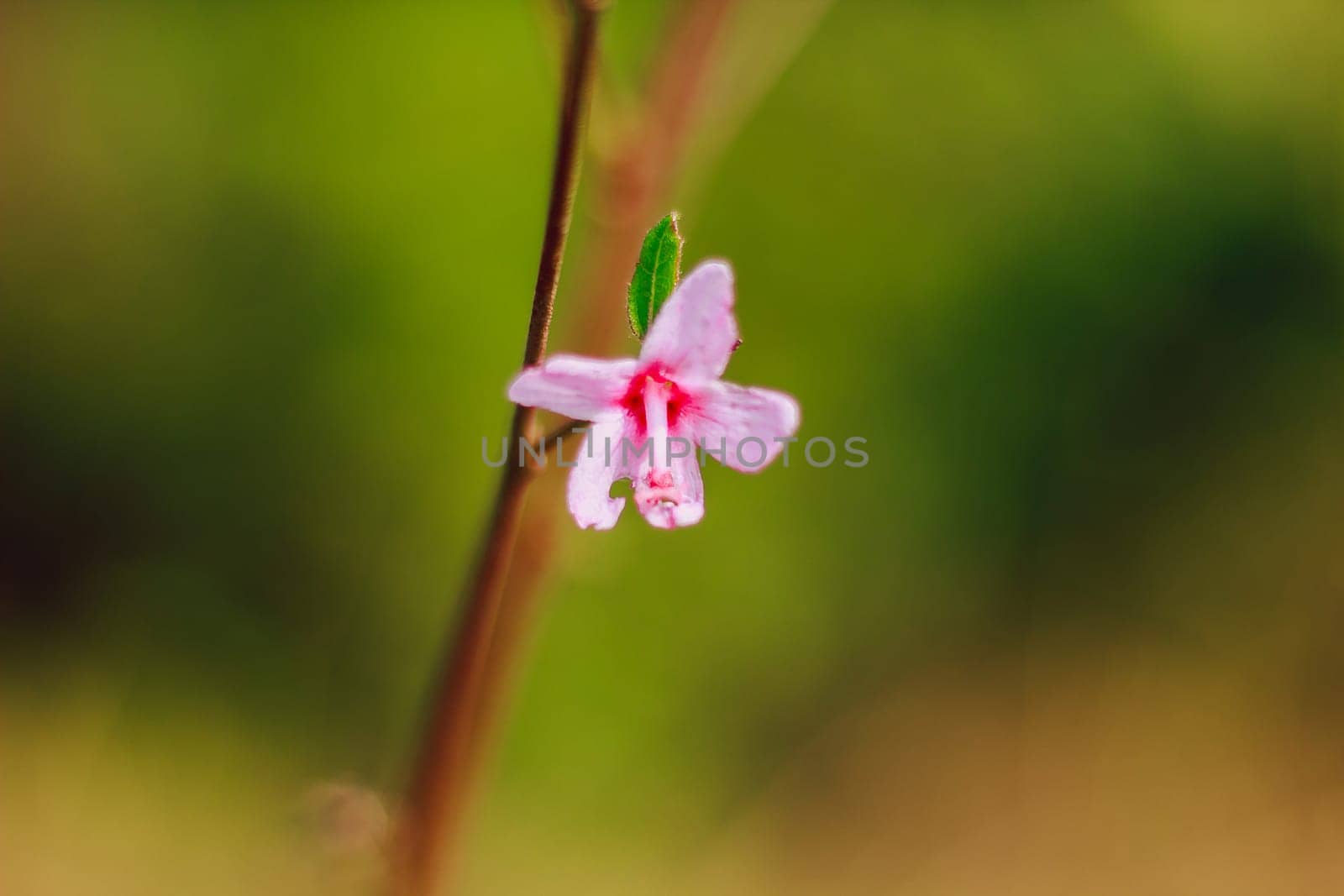 Caesar weed, single flower, pink, is a poisonous plant with hairy thorns, irritating by Puripatt