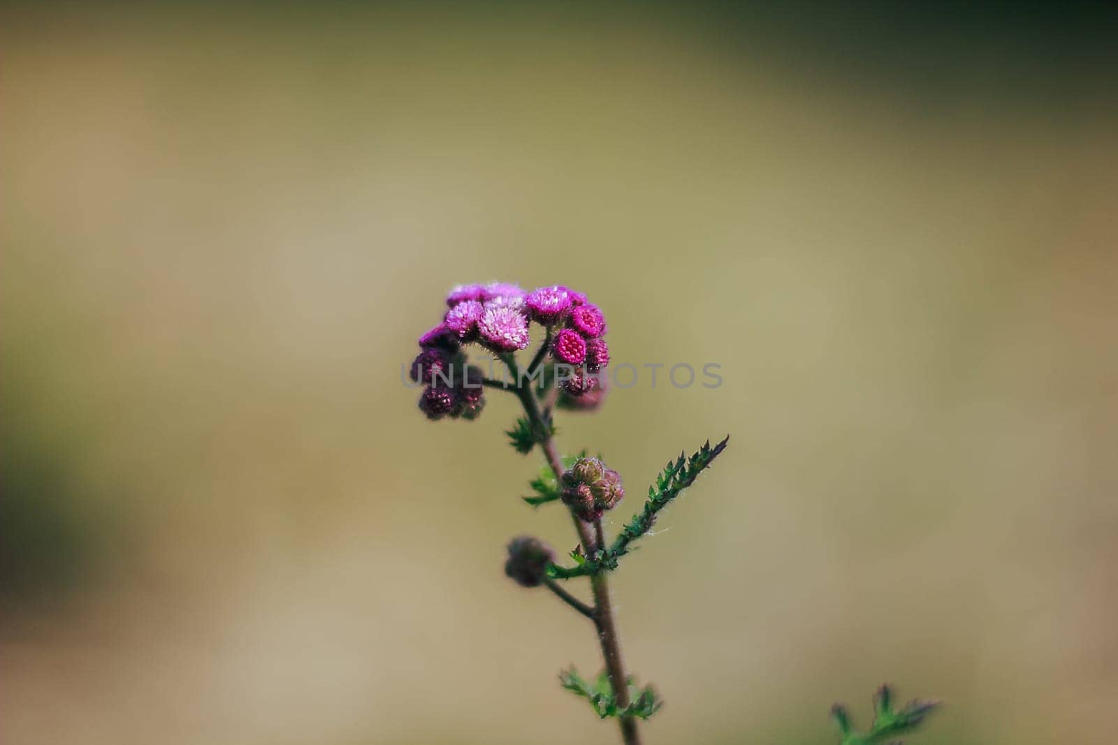 Pink grass flowers in nature, which is a kind of weed by Puripatt