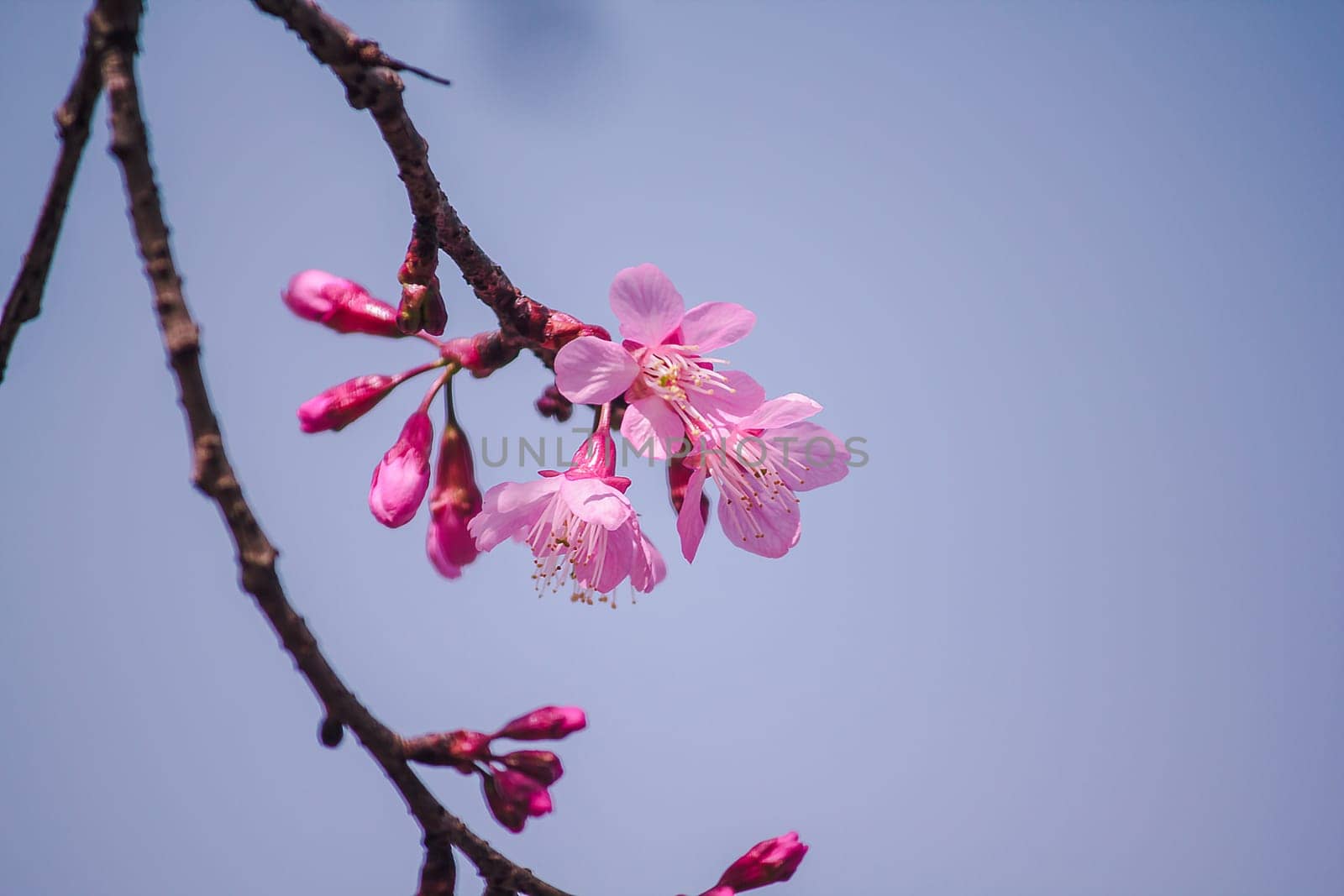 Prunus cerasoides are beautiful pink in nature. by Puripatt