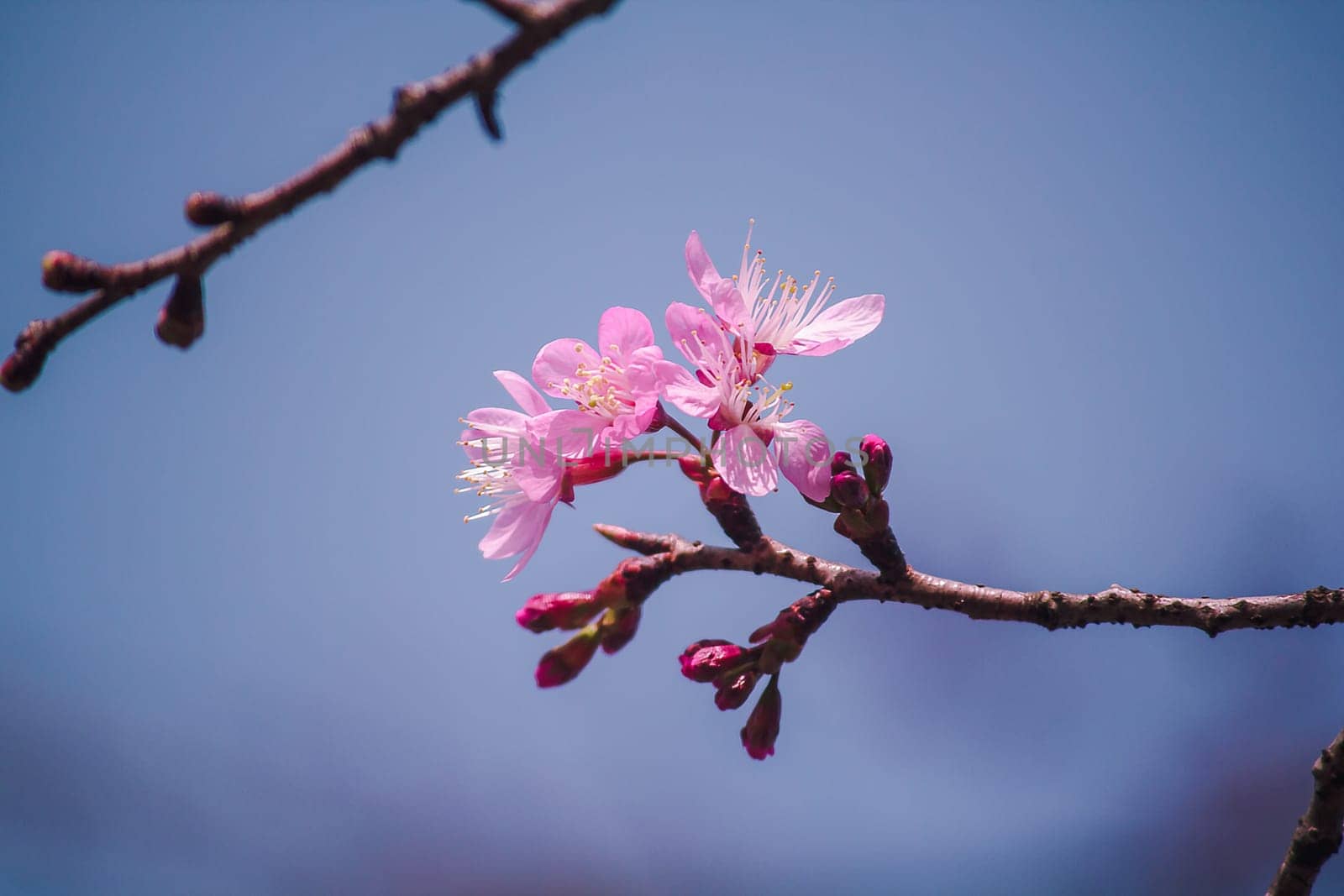 Prunus cerasoides are beautiful pink in nature. by Puripatt