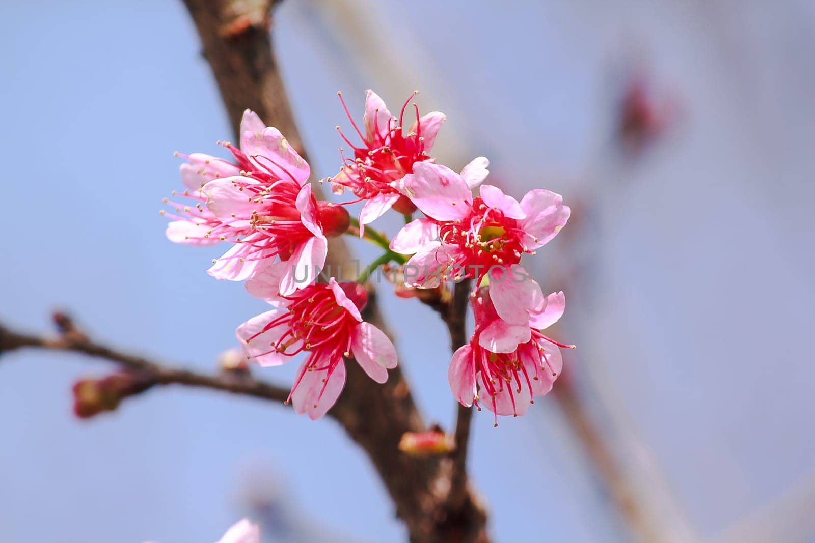 Prunus cerasoides are beautiful pink in nature. In the north of Thailand Flowering during January - February