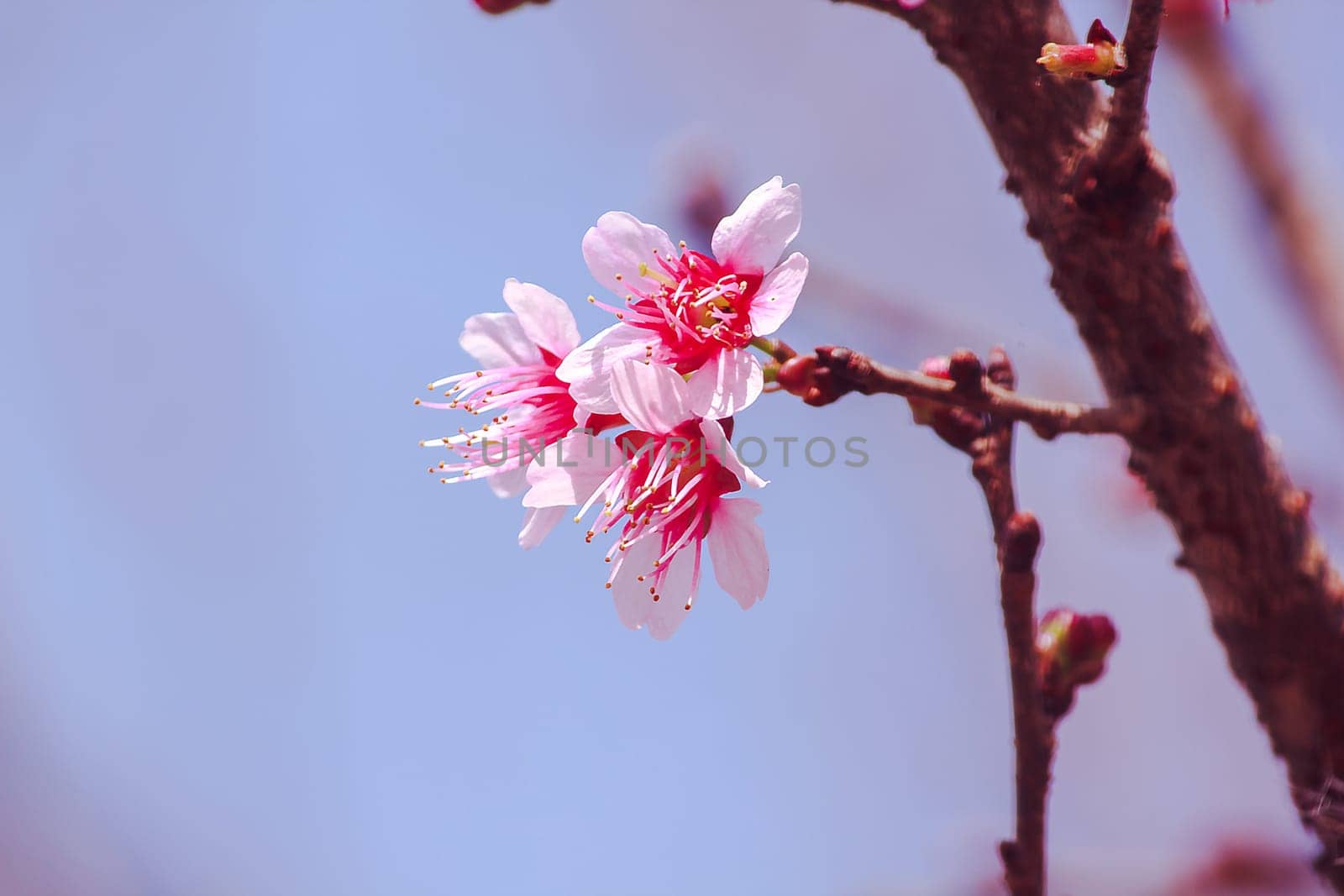 Prunus cerasoides are beautiful pink in nature. In the north of Thailand Flowering during January - February