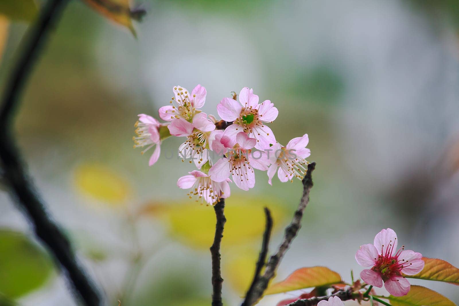 Prunus cerasoides are beautiful pink in nature. by Puripatt