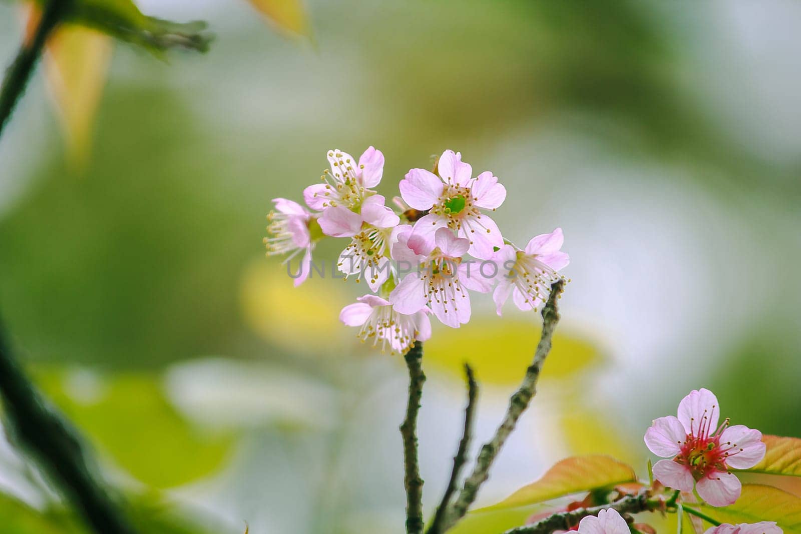 Prunus cerasoides are beautiful pink in nature. In the north of Thailand Flowering during January - February