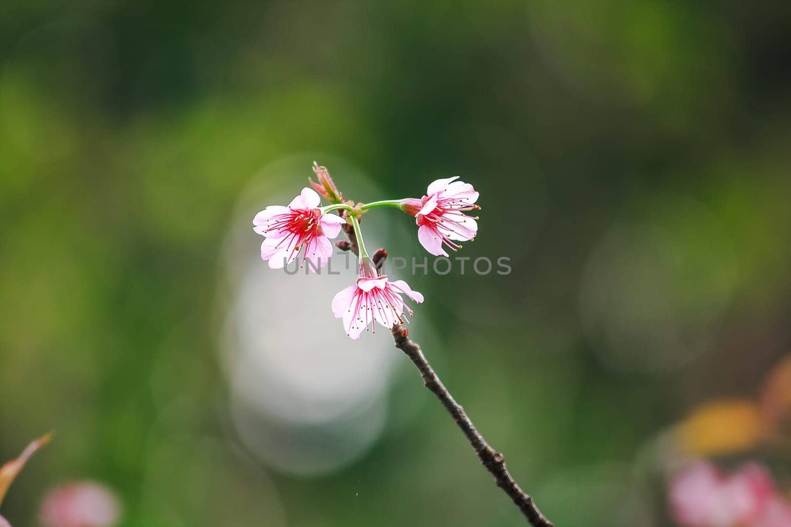 Prunus cerasoides are beautiful pink in nature. by Puripatt