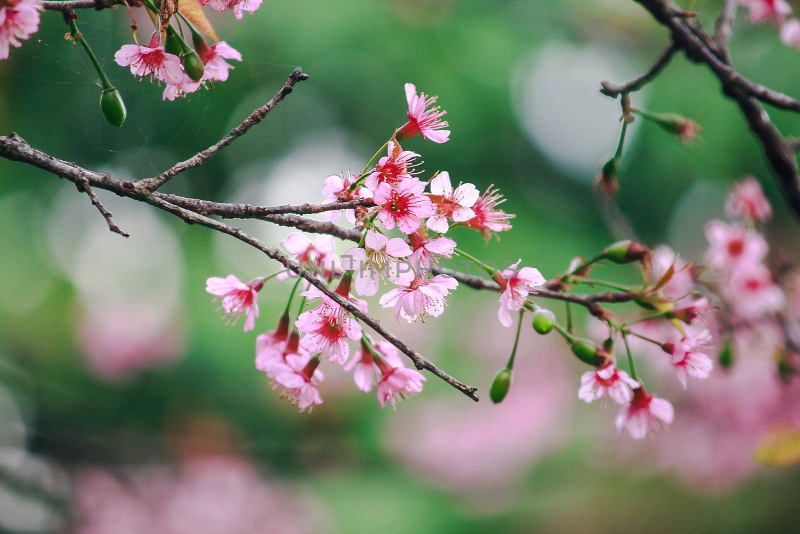 Prunus cerasoides are beautiful pink in nature. In the north of Thailand Flowering during January - February