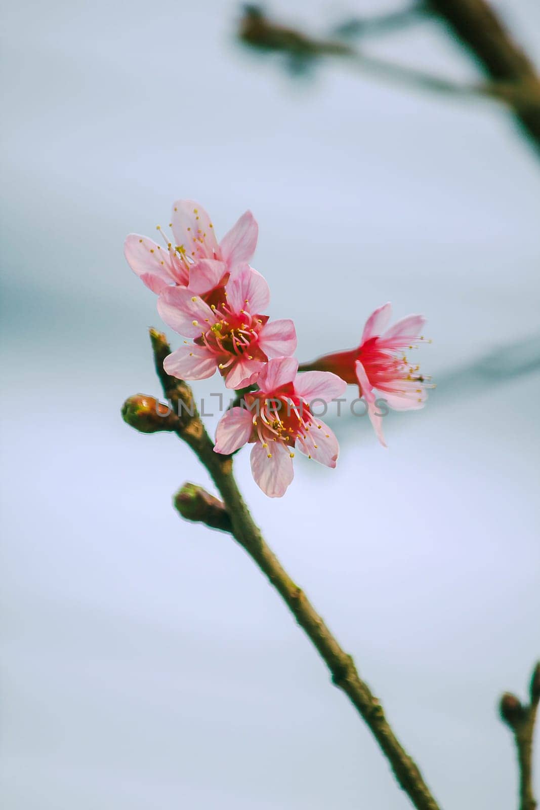 Prunus cerasoides are beautiful pink in nature. In the north of Thailand Flowering during January - February