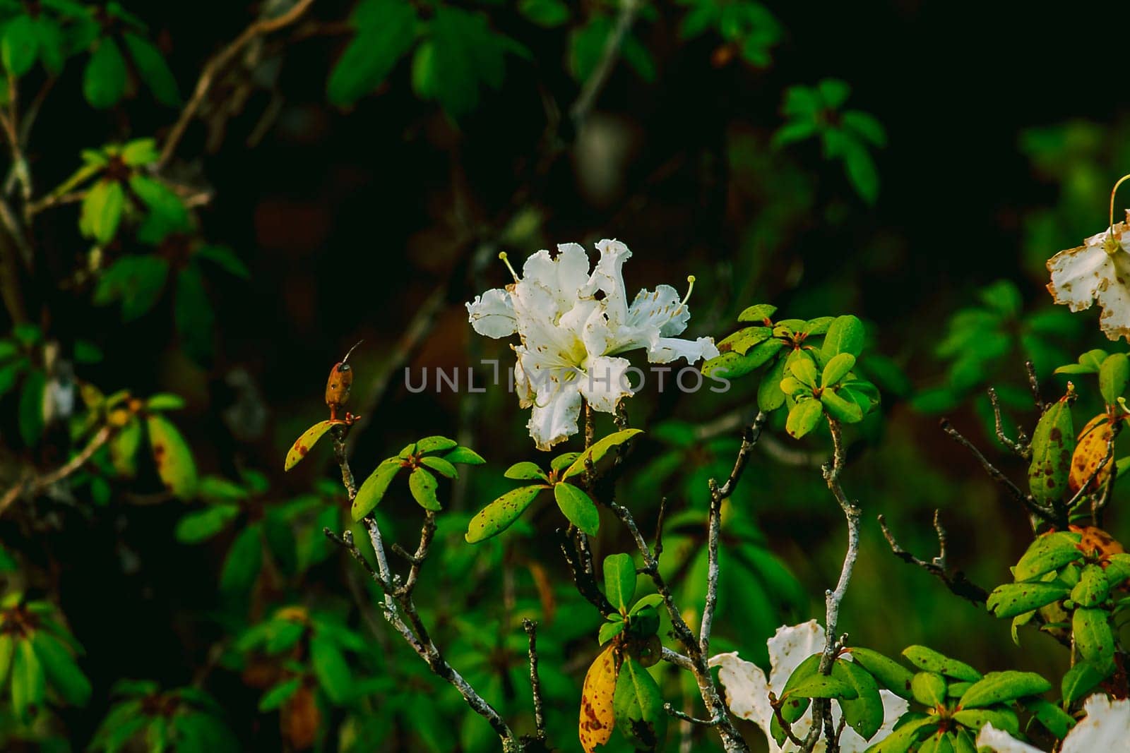 Azalea is the family name of the flowering plant in the genus Rhododendron moulmainense in Doi Inthanon National Park.