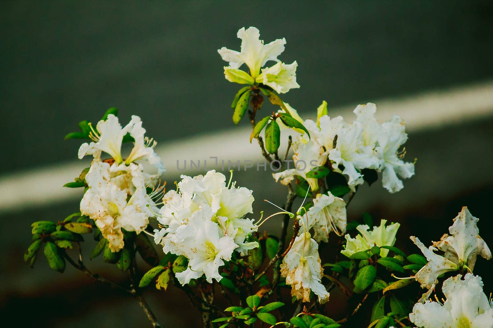 Azalea is the family name of the flowering plant in the genus Rhododendron moulmainense in Doi Inthanon National Park.