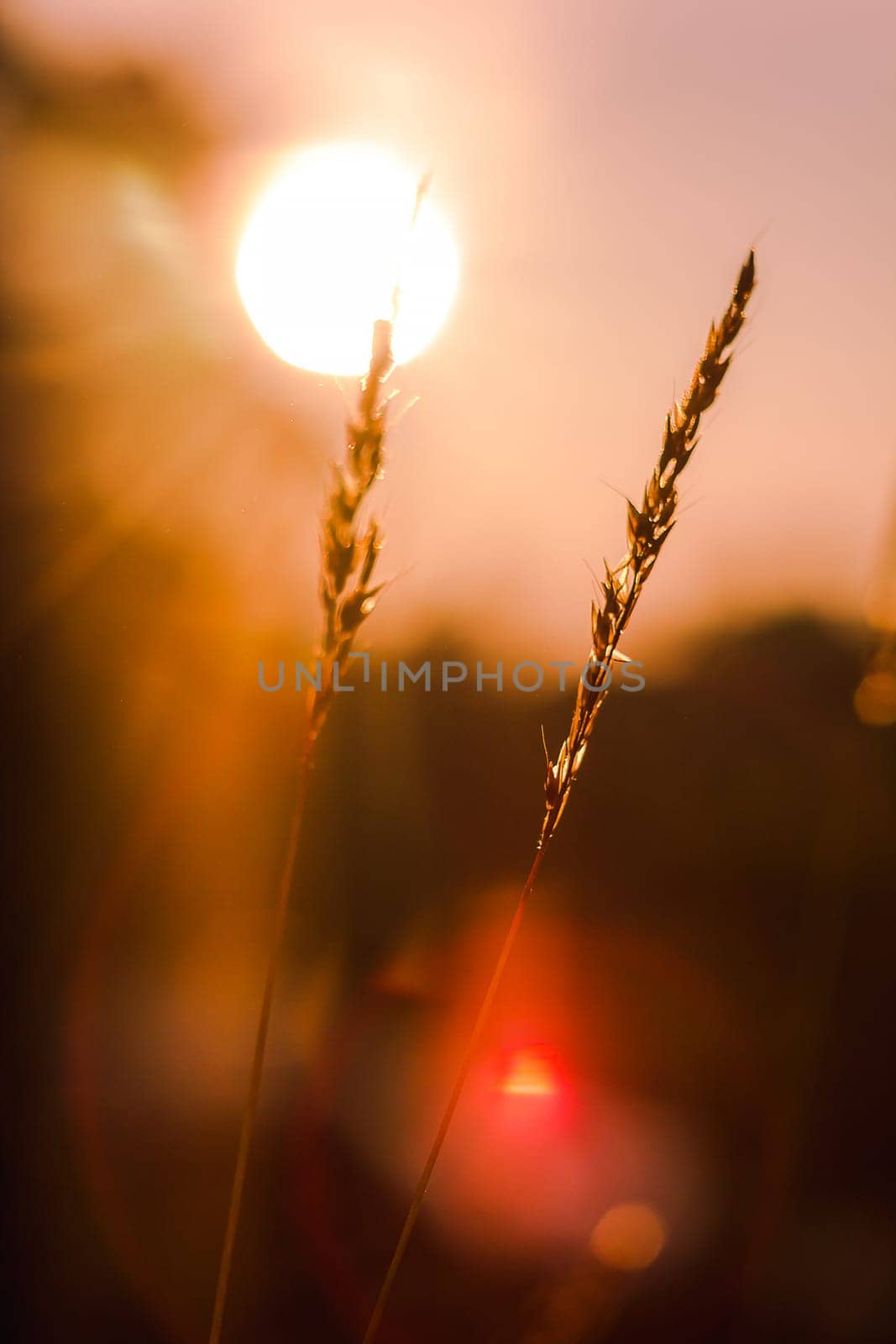 The silhouette of the grass and the sunrise in the morning by Puripatt