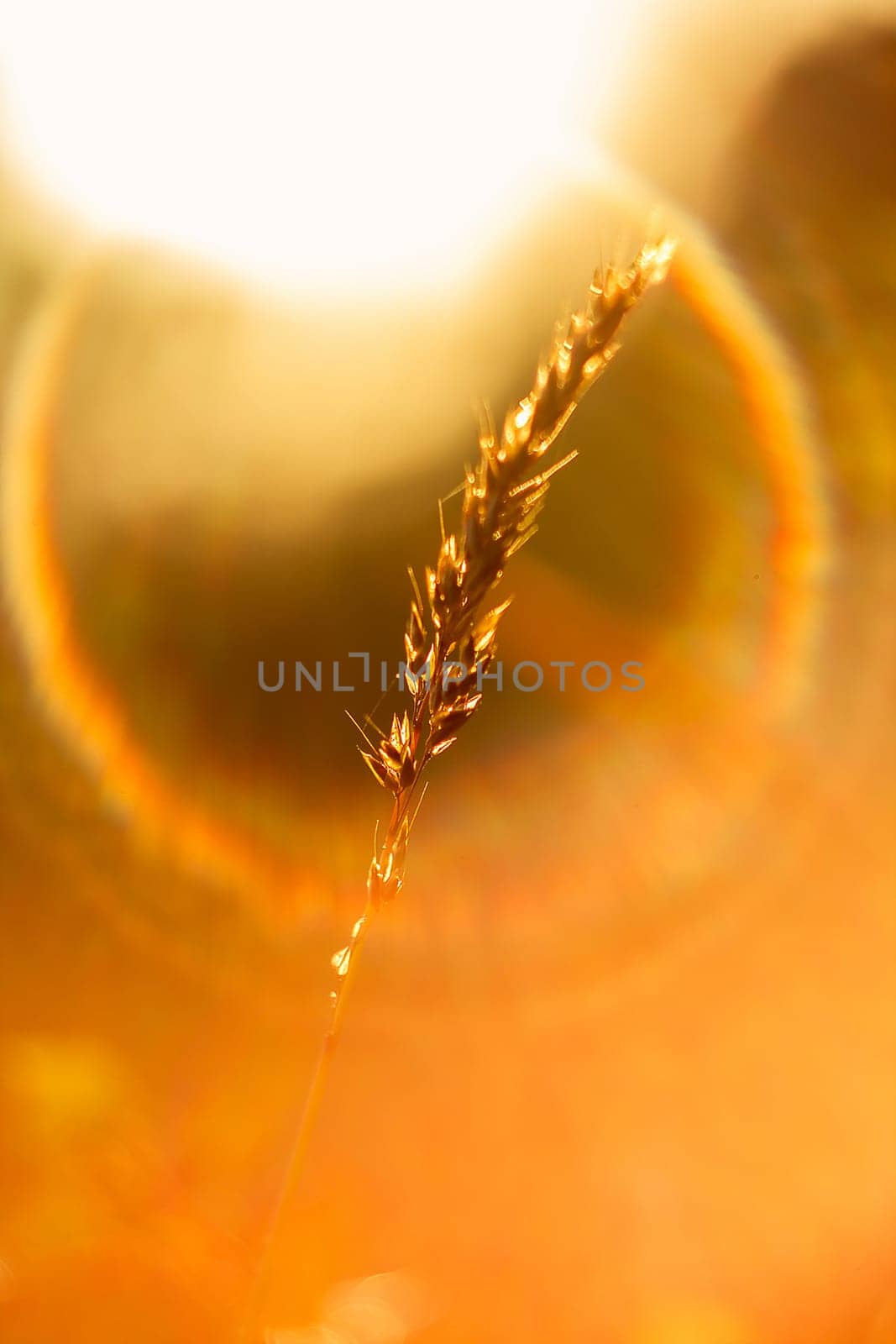 The silhouette of the grass and the sunrise in the morning