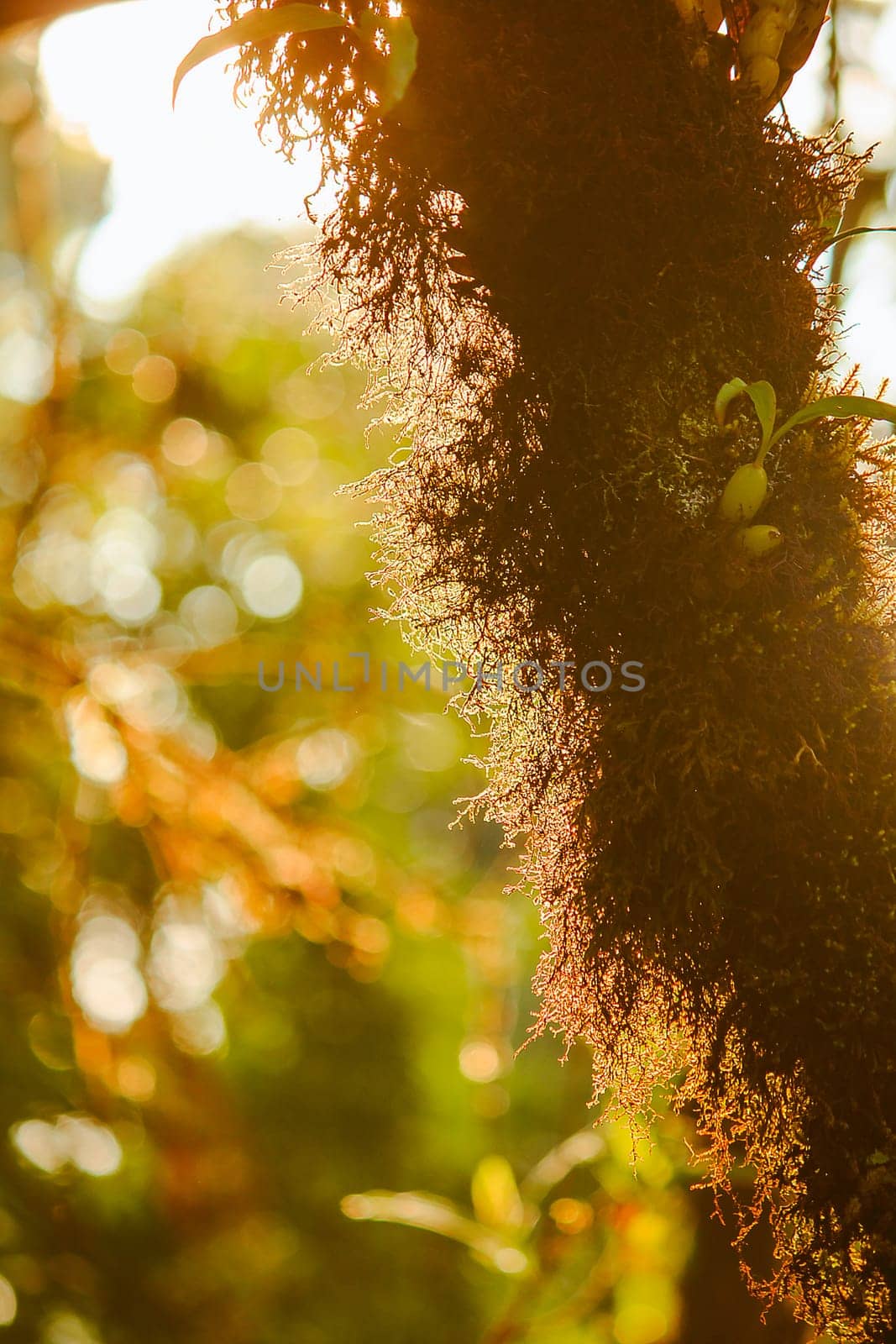 The sunrise light that shines on Moss on the tree by Puripatt