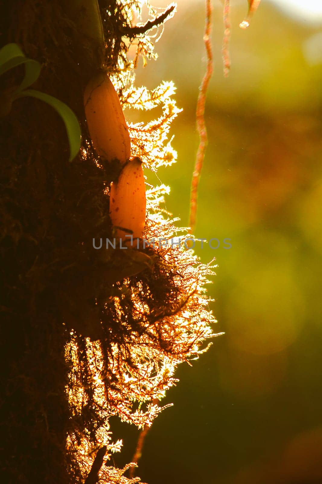 The sunrise light that shines on Moss on the tree