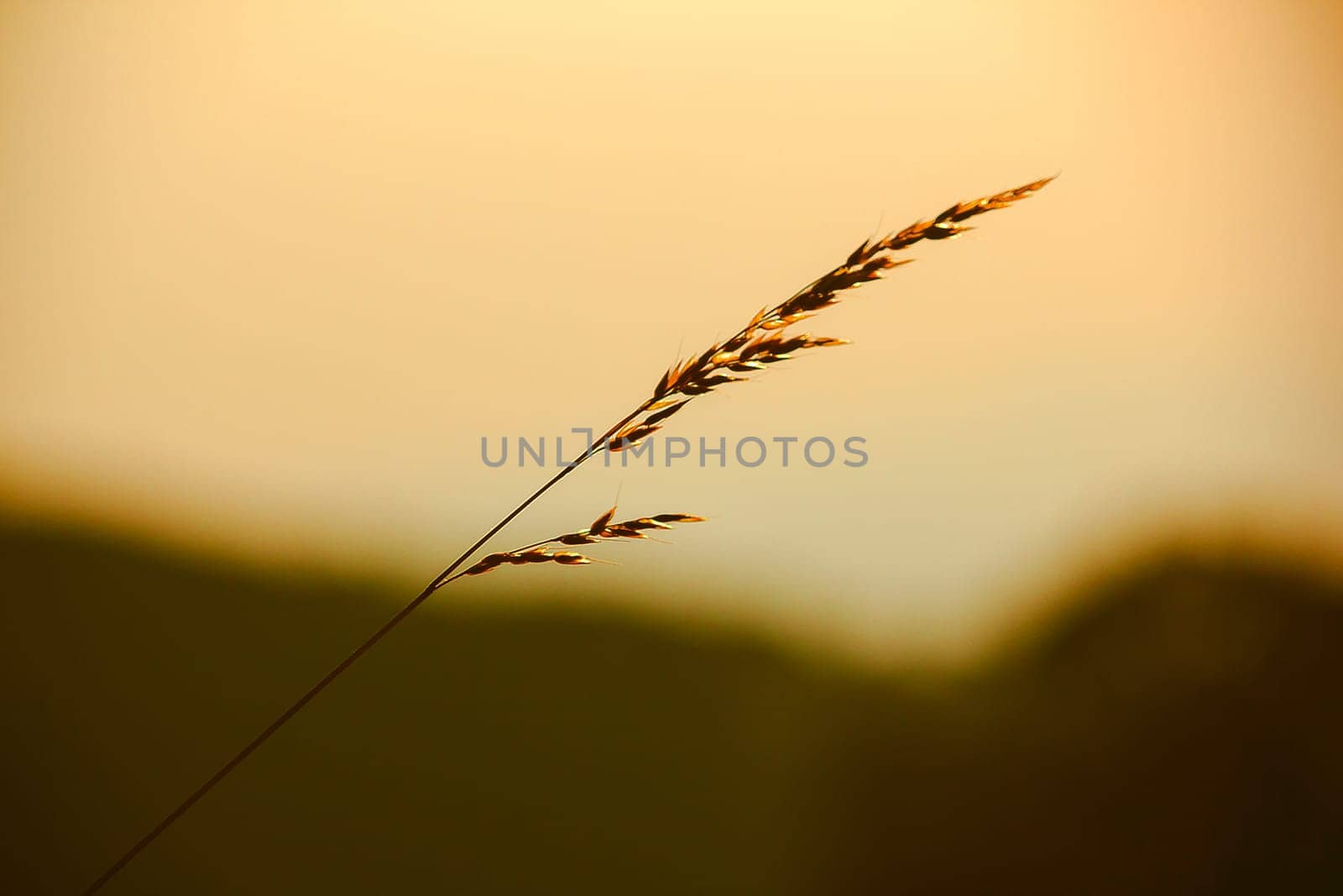 The silhouette of the grass and the sun by Puripatt