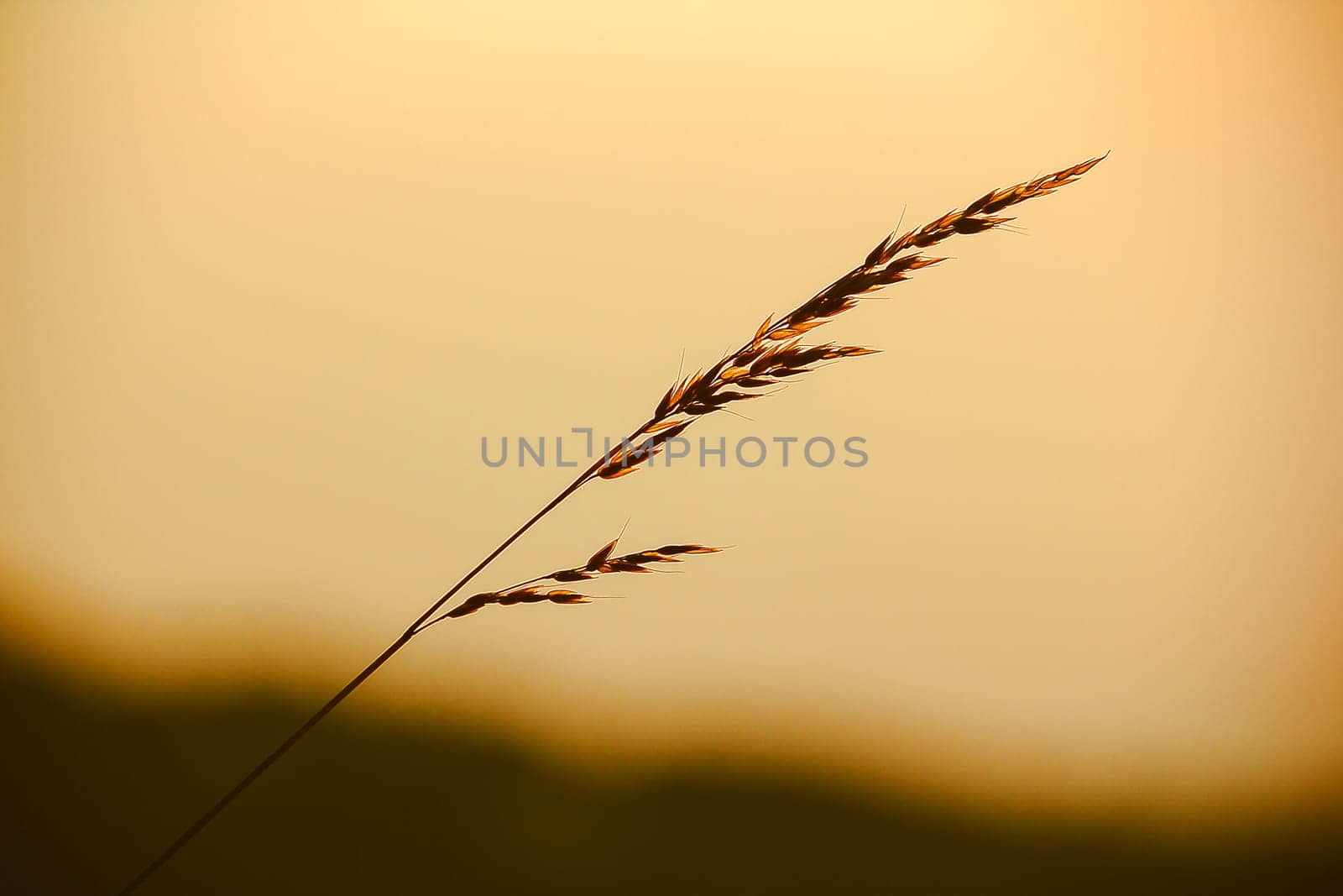 The silhouette of the grass and the sun