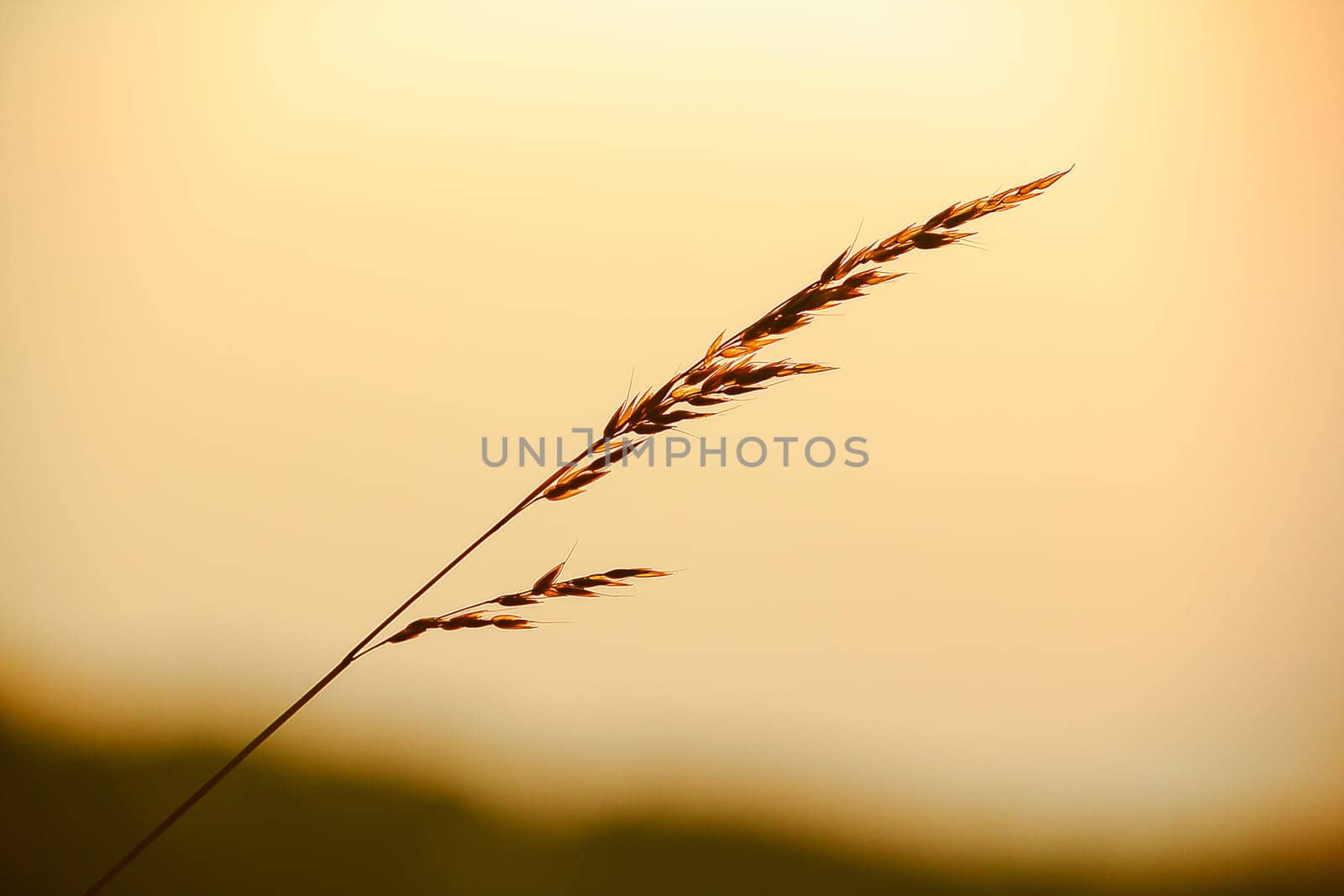 The silhouette of the grass and the sun