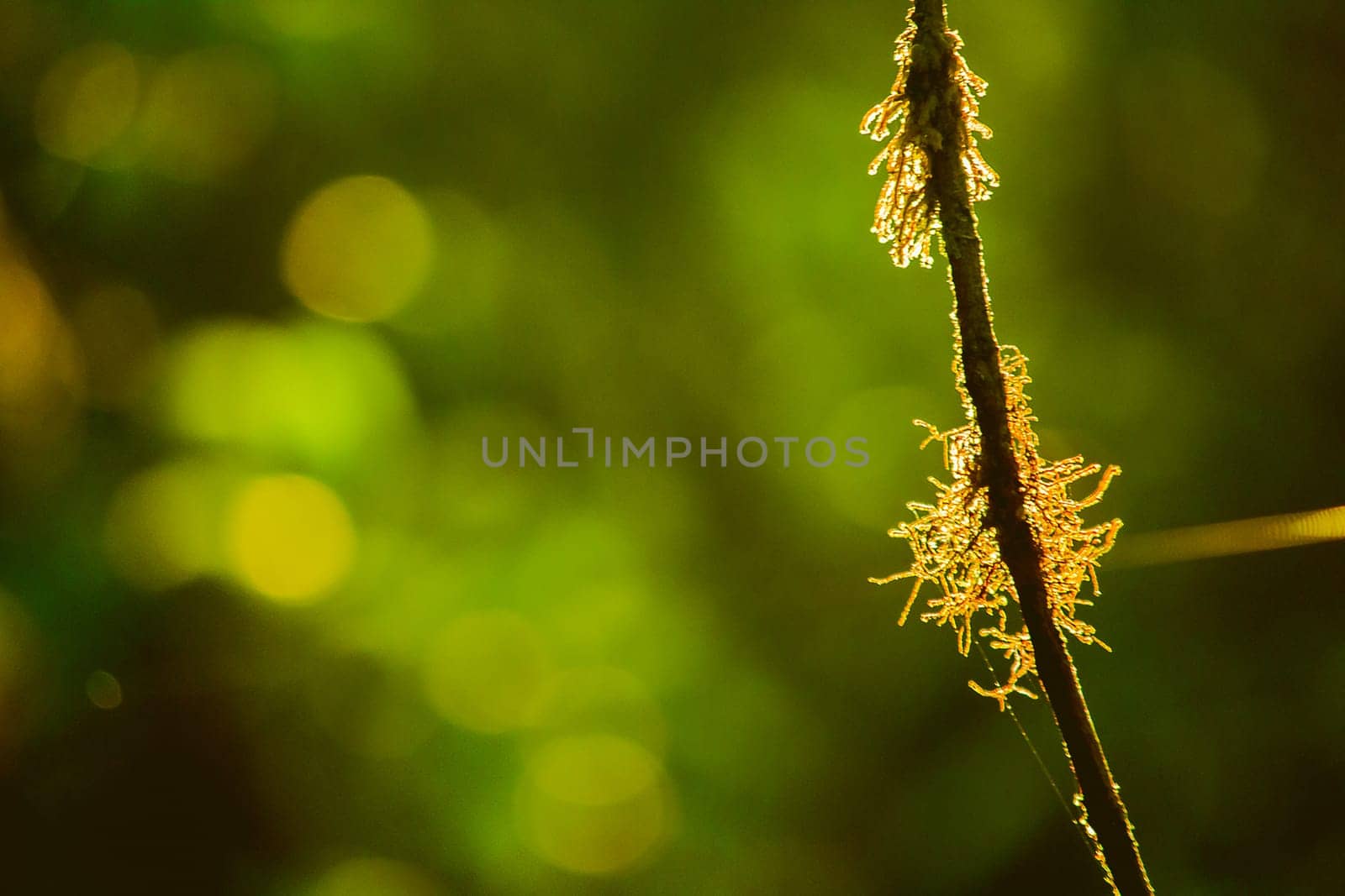 The sunrise light that shines on Moss on the tree by Puripatt