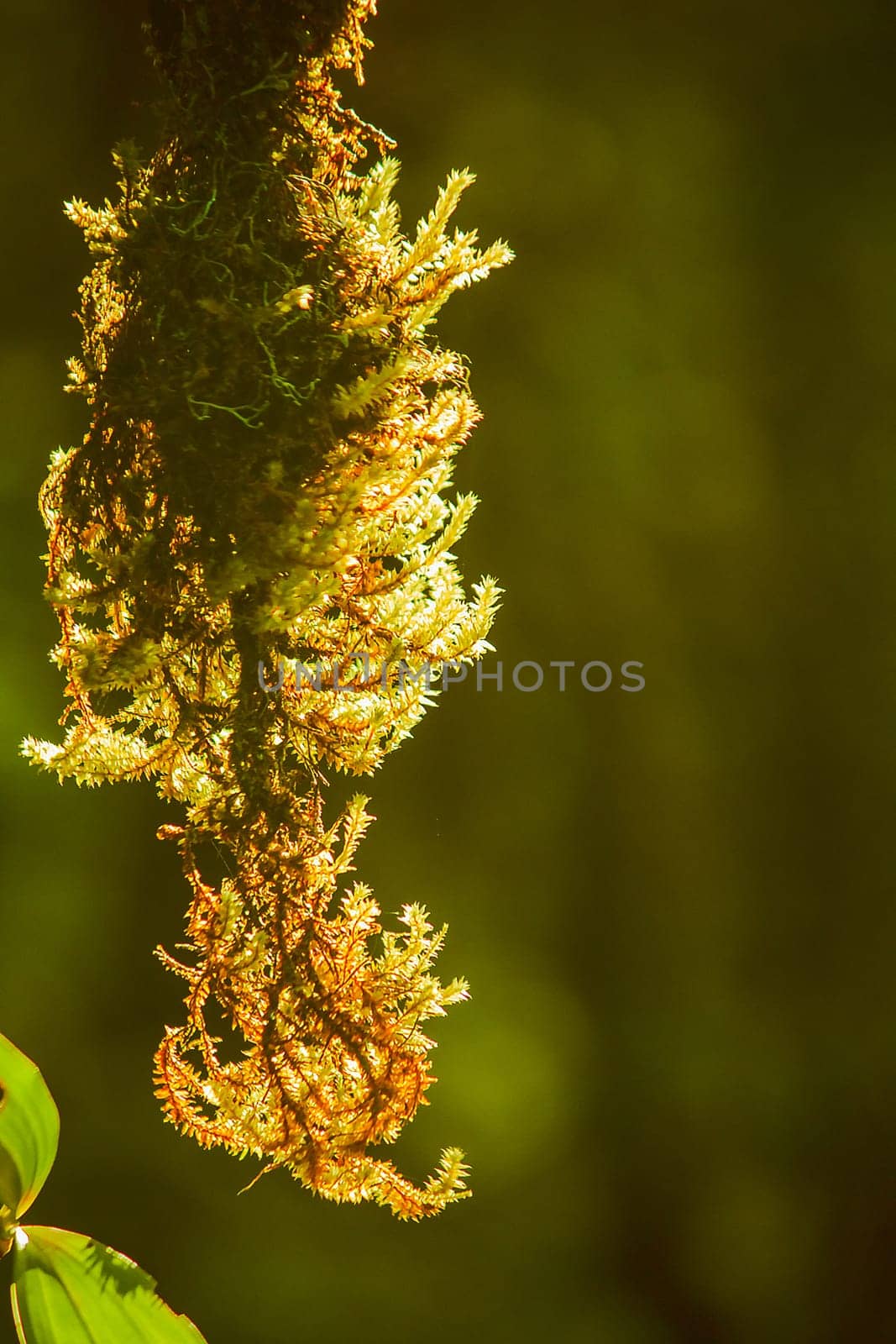 The sunrise light that shines on Moss on the tree by Puripatt