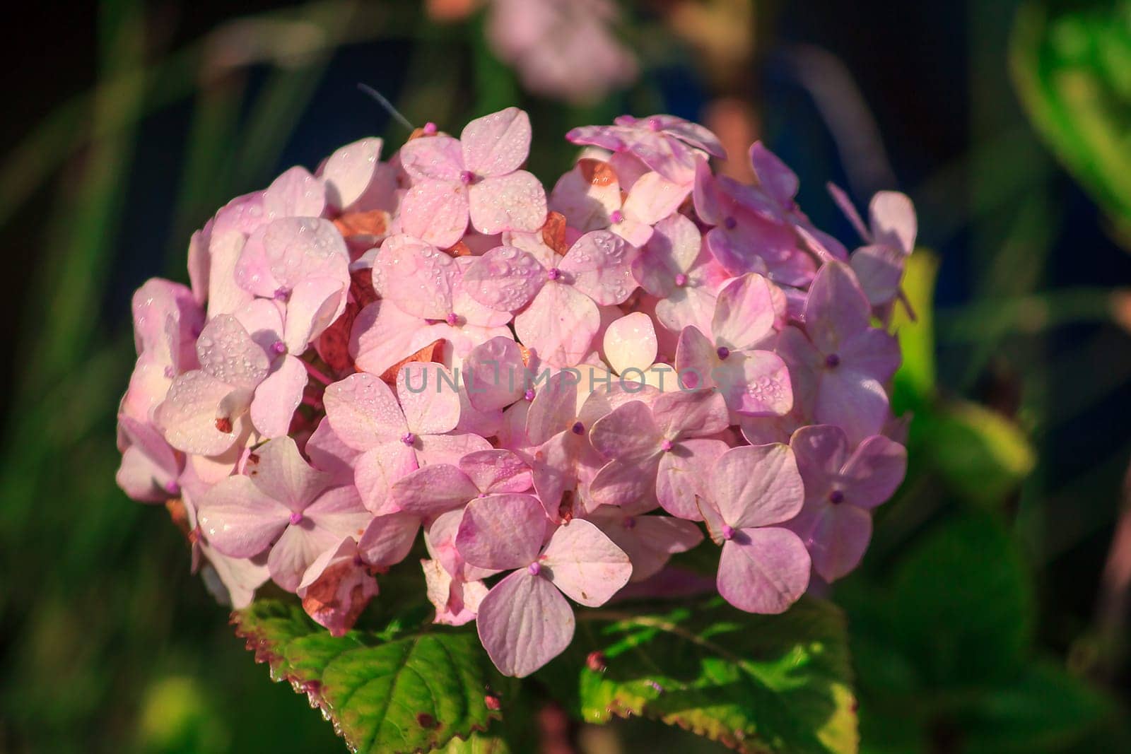 A large pink hydrangea is blooming in the garden.