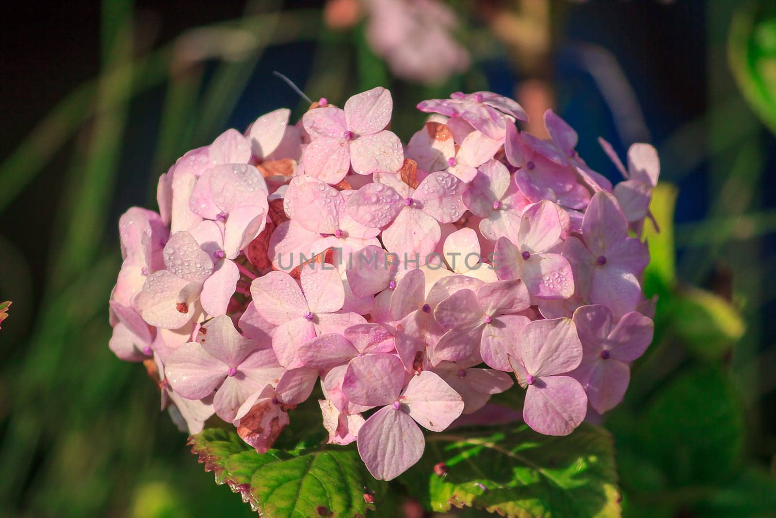 A large pink hydrangea is blooming in the garden. by Puripatt