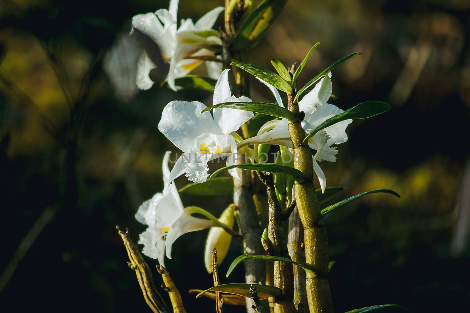 White orchids are blooming in the forest. by Puripatt