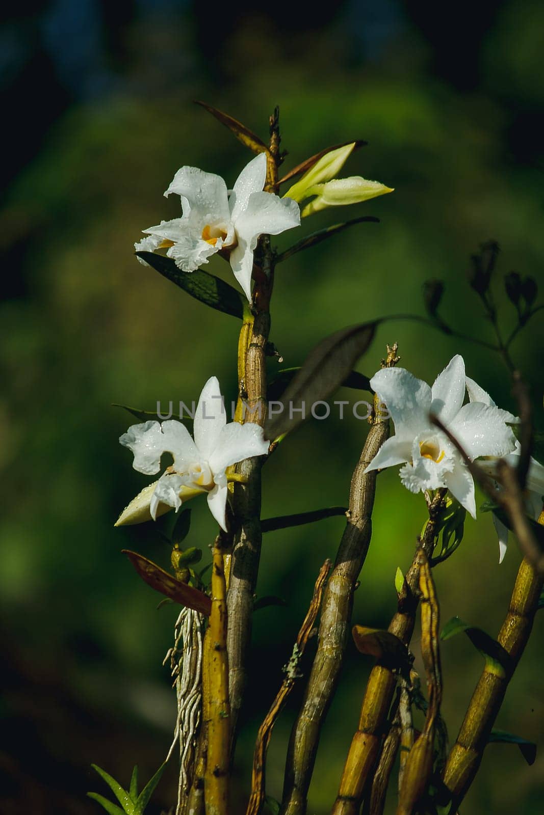White orchids are blooming in the forest.Is an orchid that is found on the top of Doi Inthanon, Thailand