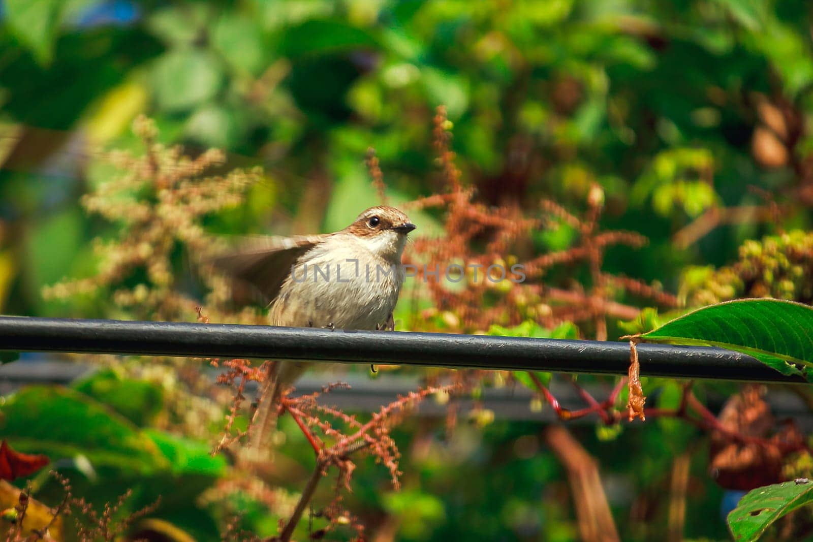 fulvetta (bird) on trees in Doi Inthanon National Park Thailand