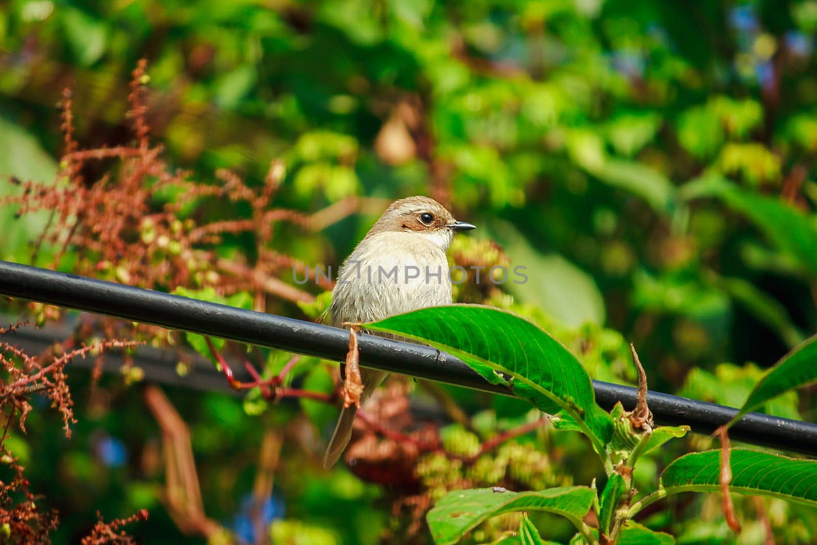 fulvetta (bird) on trees in Doi Inthanon National Park Thailand by Puripatt