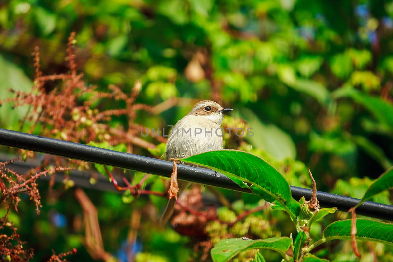 fulvetta (bird) on trees in Doi Inthanon National Park Thailand