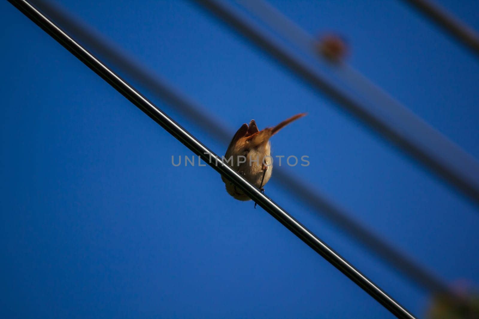 fulvetta (bird) on the power cord In Doi Inthanon National Park, Thailand