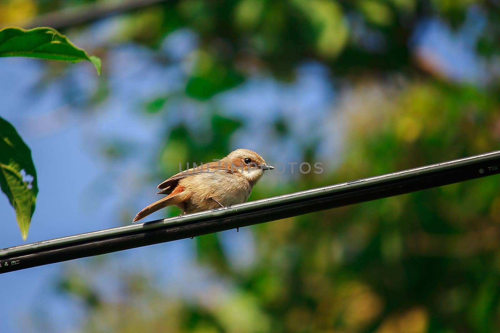 fulvetta (bird) on the power cord In Doi Inthanon National Park, Thailand
