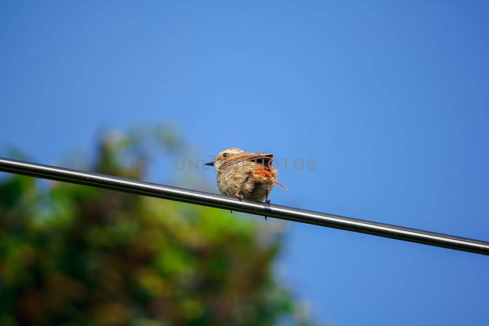 fulvetta (bird) on the power cord In Doi Inthanon National Park, Thailand by Puripatt
