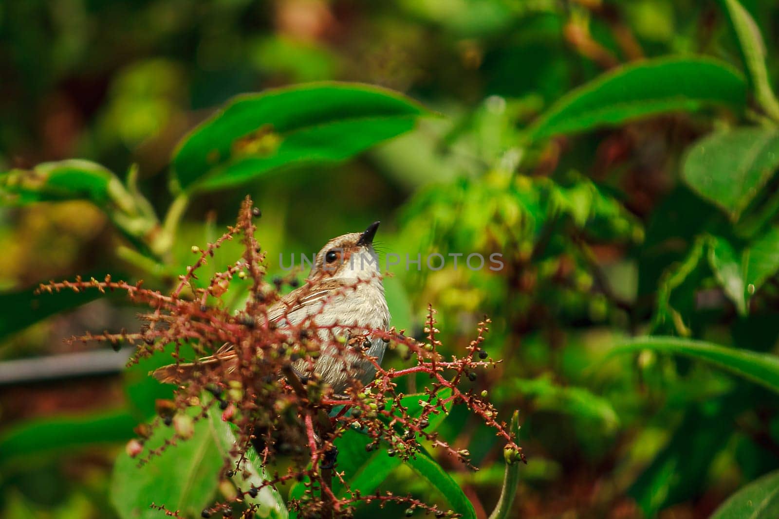 fulvetta (bird) on trees in Doi Inthanon National Park Thailand by Puripatt