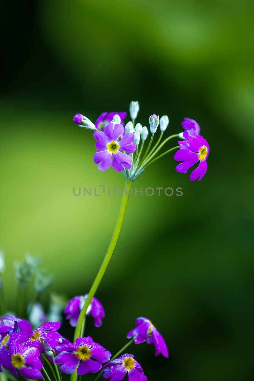 Verbena blooms in a bouquet of heart-shaped petals, by Puripatt