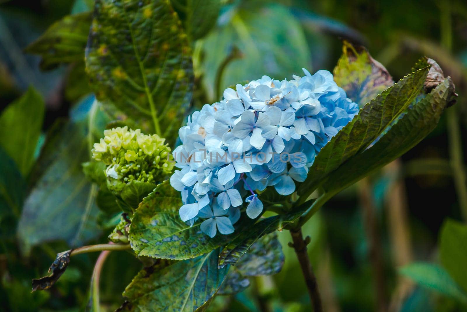 Blue Hydrangea flowers blooming in a garden. by Puripatt