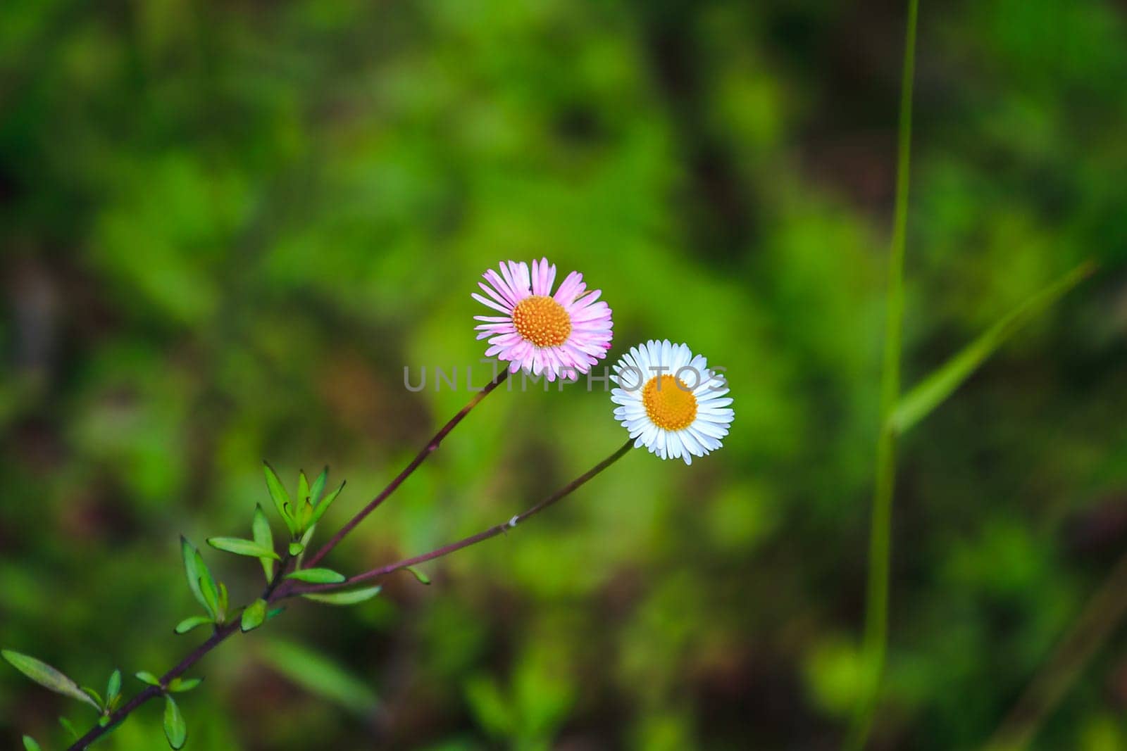 daisy white and pink on the floor is blooming by Puripatt