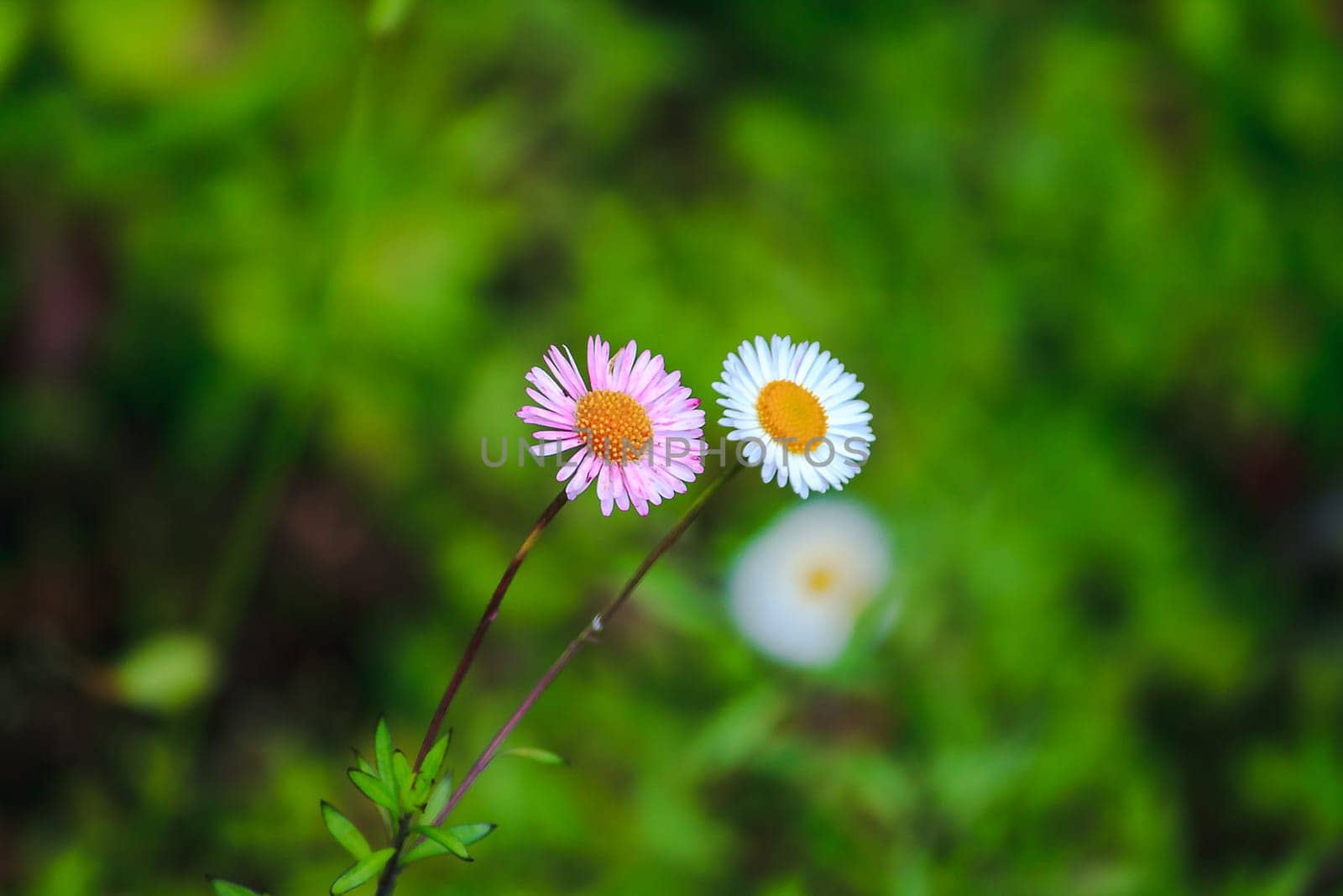 daisy white and pink on the floor is blooming by Puripatt